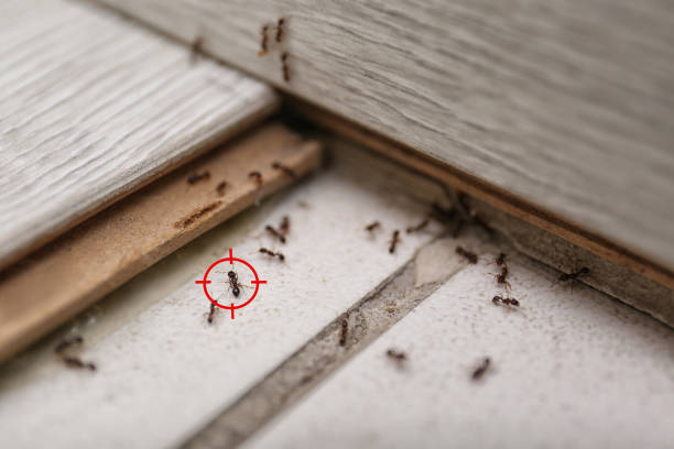 Best Affordable Pest Control Services  in Endwell, NY