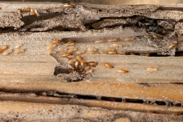 Pest Control Cost in Endwell, NY